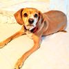 roccothebeaglemix