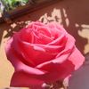 js_leonaldo14