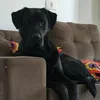 familiathor