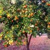 tangerinetree63863818649