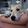 puppylovesroblox