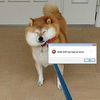 foxxochan