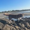 jazmines_k9_cat_crew