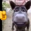 gronarus
