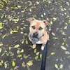 pakoamstaff