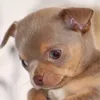 saffyz_chihuahua