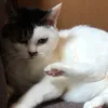 kimuracat
