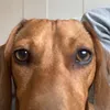 harvey.d1