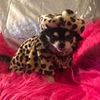 lucylu2283
