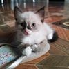 huo_tomura