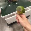 vietnguyen11_