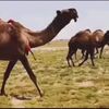 ibn_grman