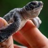 theturtlemoves