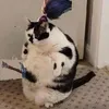 mrcow004