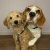 thefurbrothers_mundc