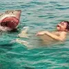 sharkmap94