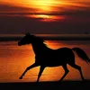 horse..xoriding..vidsxo