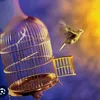pigeonpaix1