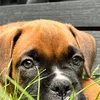 poppi_the_boxer