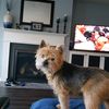 yorkie_76