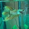bettafishmom2024
