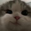 chaexi