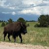 buffalotee
