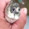 userkoi6