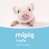 mipigcafe