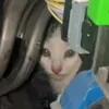 hallwaycat