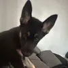 jjsplyz