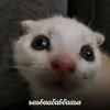 chelll_049
