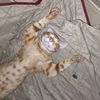 narutoelgatopanson