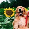 puppiesandmore_