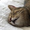 atticusthecatticus