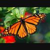 monarcha55