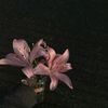 azeezee_04