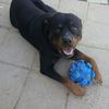 rottweiler310