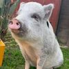 myveganpig