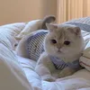 cogimyun01