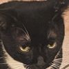 kotobukithecat
