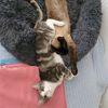 thecopycatz