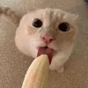 jdujntqh