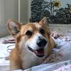 carltonthecorgi