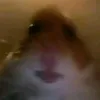 shainalexisyarbil