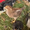 chicken_diary_2022