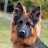 herathehund