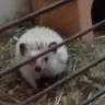 pitworek