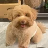 tuanluubd
