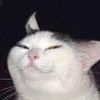 gassy.cat